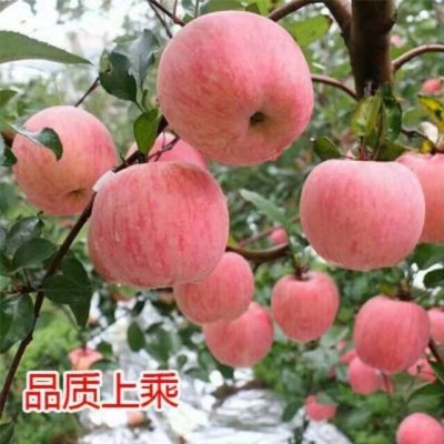 烟台苹果产地批发威海红富士苹果价格日照临沂红富士苹果出售价格图4