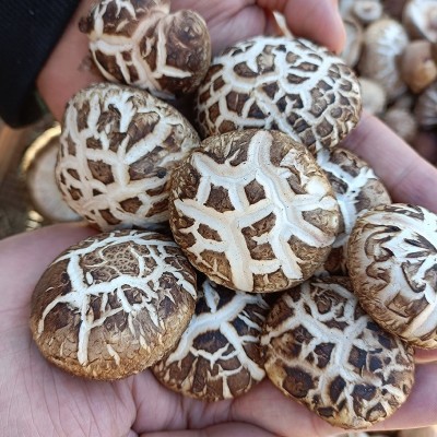 河南土特产干制花菇 规格齐全 礼品香菇花菇 出口级内销级 500g图3