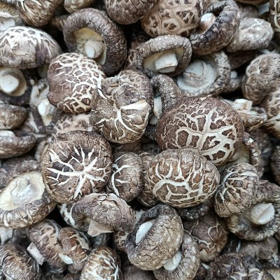 河南香菇基地供应茶花菇 麻花菇 白花菇 板菇 黑面菇等香菇全系列图2
