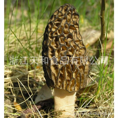 源头厂家供应野生羊肚菌 批发云南野生菌羊肚菌土特产图5