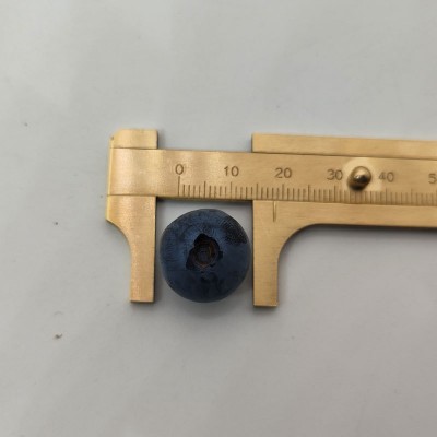 现摘现发新鲜蓝莓 蓝莓鲜果小果代发500g 可礼盒一斤装蓝莓批发图2