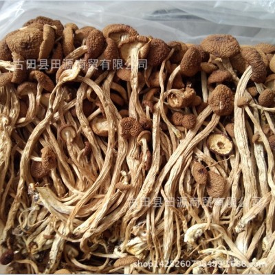 田源【古田产地】福建古田未开伞茶树菇 茶薪菇 冰菇烘干 1斤图5