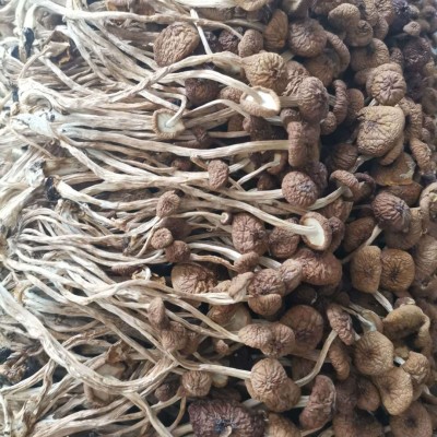 田源【古田产地】福建古田未开伞茶树菇 茶薪菇 冰菇烘干 1斤图3