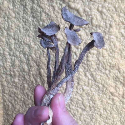 冠耳 散装鹿茸菇鹿茸菌干货500g 香脆可口量大产地直批图4