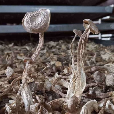 冠耳 散装鹿茸菇鹿茸菌干货500g 香脆可口量大产地直批图3