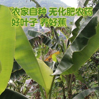 广西野生芭蕉叶新鲜现摘1斤满5斤包邮香叶粽子糍粑菜肴摆盘糕点图2