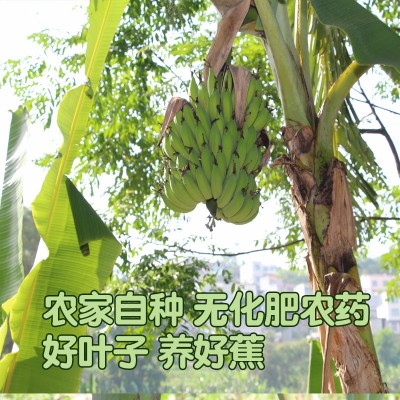 灵山妃子笑荔枝新鲜水果当季现摘整箱老树纯甜核小空运顺丰孕妇图5