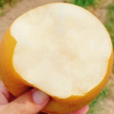 山东秋月梨莱阳梨整箱批发薄脆多汁甜皮新鲜水果冰糖梨子丰水梨图3