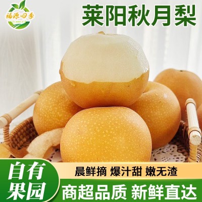 山东秋月梨莱阳梨整箱批发薄脆多汁甜皮新鲜水果冰糖梨子丰水梨