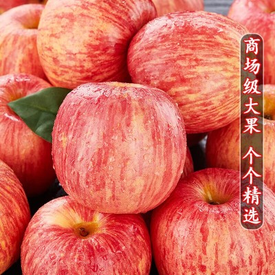 山东烟台苹果栖霞水晶红富士当季新鲜吃的水果甜脆一整箱批图5