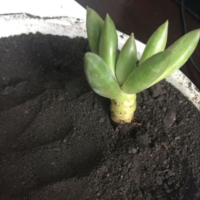 石家庄厂家批发鸡粪块 羊粪有机肥腐熟发酵鸡粪有机肥添加腐殖酸图2