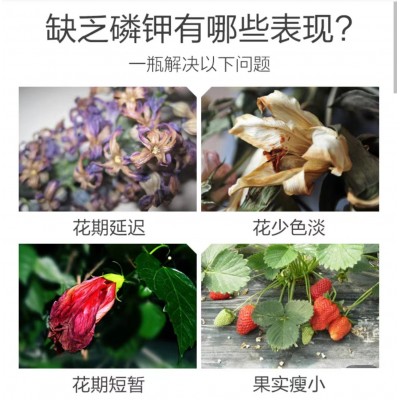 磷酸二氢钾开花催花肥绿植花卉果树蔬菜保花壮花图3