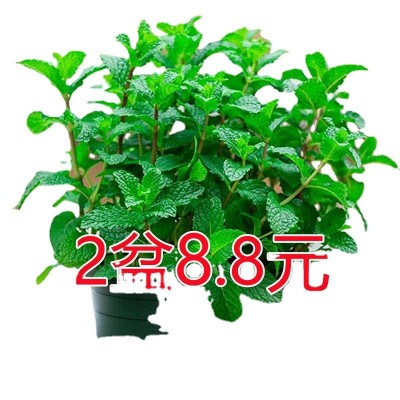 薄荷盆栽可食用薄荷叶迷迭香苗水培驱蚊植物办公室内阳台绿植盆栽图2