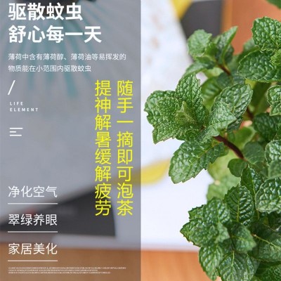 薄荷盆栽可食用薄荷叶迷迭香苗水培驱蚊植物办公室内阳台绿植盆栽图4