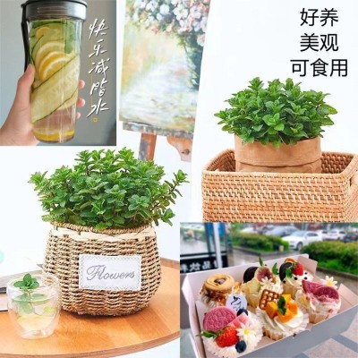 薄荷盆栽可食用薄荷叶迷迭香苗水培驱蚊植物办公室内阳台绿植盆栽图3