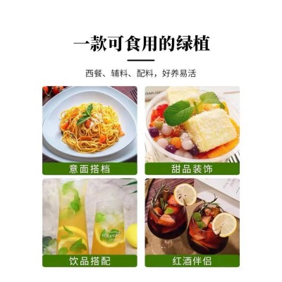 薄荷盆栽可食用薄荷叶迷迭香苗水培驱蚊植物办公室内阳台绿植盆栽图5