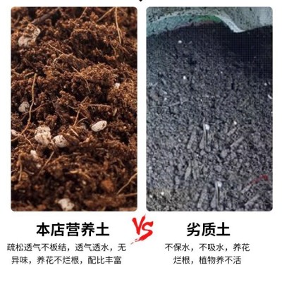 家用营养土种菜养花土多肉绿植有机通用型营养土透气育苗栽培批发图4