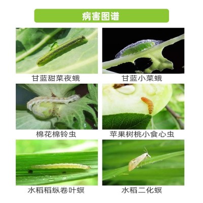 先正达宝剑进口6%阿维菌素氯苯酰水稻稻纵卷叶螟二化螟农药杀虫剂图2