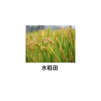 陶氏益农 穗生 五氟·氰氟草 千金子稗草阔叶杂草莎草 进口除草剂图4