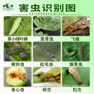 状元星溴氰菊酯果树蔬菜烟草茶树烟青虫松毛虫飞蝗杀虫剂专用农药图2
