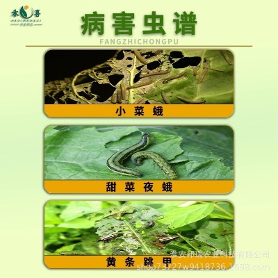 芙利亚5%溴虫氟苯双酰胺杀虫剂甘蓝小菜蛾甜菜夜蛾跳甲蔬菜专用药图3