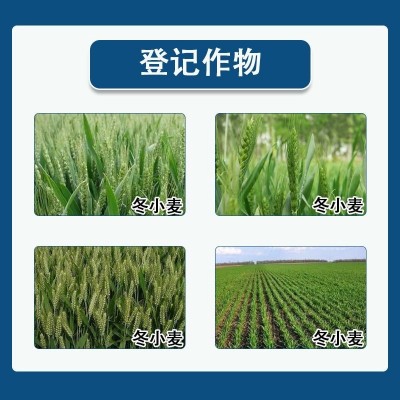 28-表芸苔素内脂爱普瑞植物生长调节剂缓解药害小麦增产图3