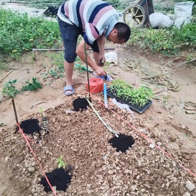 有肌肥纯中草药药渣发酵厂家批发 改良土壤壮根壮苗颗粒有机肥图4