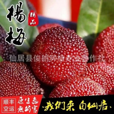 预售本地仙居特等荸荠杨梅产地直发 黑炭梅 新鲜杨梅 批发零售图5