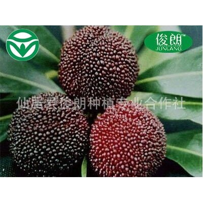 热售仙居俊朗合作社特等荸荠杨梅 产地直发 江浙沪包邮 可代理图2