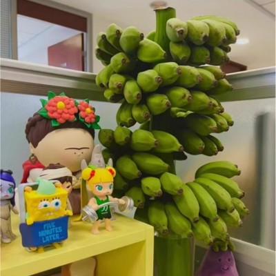 新鲜可食用禁止蕉绿办公室绿色水培植物装饰拒绝蕉绿小米蕉图2