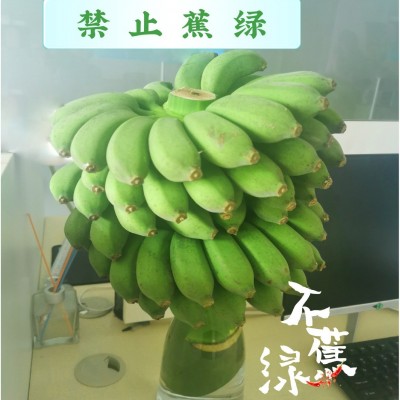 新鲜可食用禁止蕉绿办公室绿色水培植物装饰拒绝蕉绿小米蕉图3