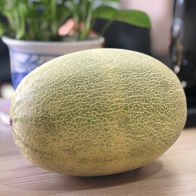 海南晓蜜25号哈密瓜新鲜蜜瓜脆甜瓜果批发非玫珑瓜西洲蜜产地直发图3