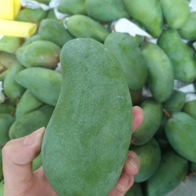 甜心芒5斤装小青芒金煌芒新鲜时令水果当季芒果批发图3