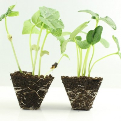 生根粉多菌灵复合肥养花种菜专用图5