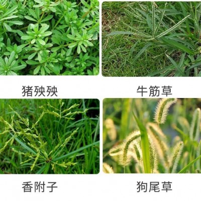 天地开 20%草铵膦草铵磷草胺磷果园牛筋草飞蓬除草剂不伤根1kg图4