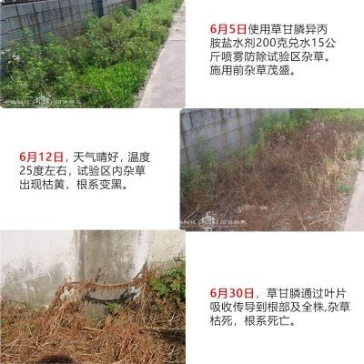 41%草甘膦异丙胺盐 果园荒地苗圃灌木杂草烂根除草剂草甘磷批发图3