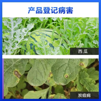 沪联世达40%苯醚甲环唑甲环锉白粉病炭疽病锈病晚疫病农药杀菌剂图3