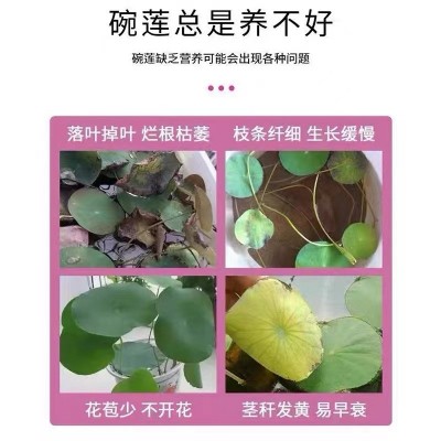 碗莲专用营养液水培水溶肥通用种子发芽生根促开花防黄叶睡莲肥料图3