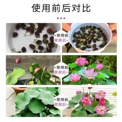 碗莲专用营养液水培水溶肥通用种子发芽生根促开花防黄叶睡莲肥料图2