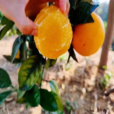 【产地直发】赣南脐橙脐橙新鲜水果现摘5斤孕妇甜橙赣州橙子批发图3