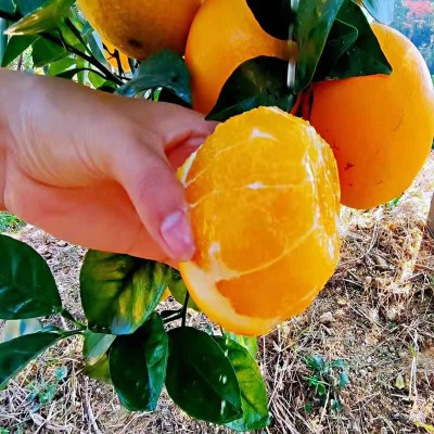 【产地直发】赣南脐橙脐橙新鲜水果现摘5斤孕妇甜橙赣州橙子批发图2