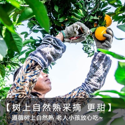 【整箱批发】正宗赣南脐橙当季水果新鲜爆甜皮薄自家果园现摘现发图4