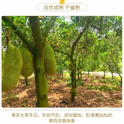 现摘现发海南三亚菠萝蜜包邮新鲜水果当应季水果一整个黄肉波罗蜜图4
