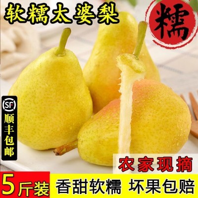 顺丰甘肃香蕉梨当季现摘太婆梨大头梨茄梨软梨子时令水果新鲜整箱