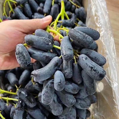 顺丰包邮正宗金手指葡萄黑提蓝宝石美人指提子无核甜水果新鲜3斤图2