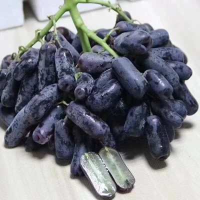 顺丰空运 金手指黑提 蓝宝石提子 西昌葡萄1.5kg现摘现发一件代发图5