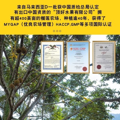 猫山王新鲜D197整个马来西亚进口液氮冷冻批发正品旗舰代 发壳榴莲图2
