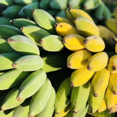 广西小米蕉新鲜水果品质香蕉粉蕉非皇帝蕉应季糯米蕉产地直发代发图4