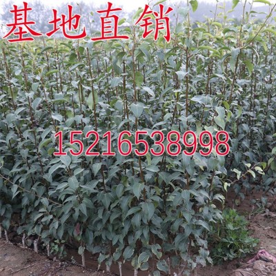 果树苗 鸭梨树苗 嫁接梨树苗 鸭梨苗 早红酥梨树苗砀山梨苗果苗图3