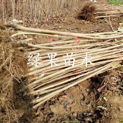 车厘子树苗大樱桃树苗塔玛拉科迪亚黄蜜美早俄罗斯矮化樱桃苗果苗图3